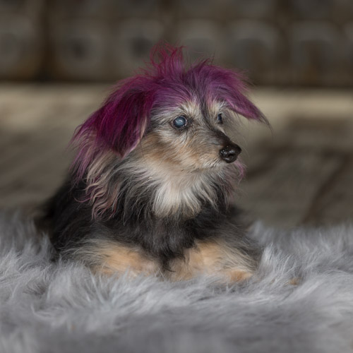 rescue dog, Reading pet photographer