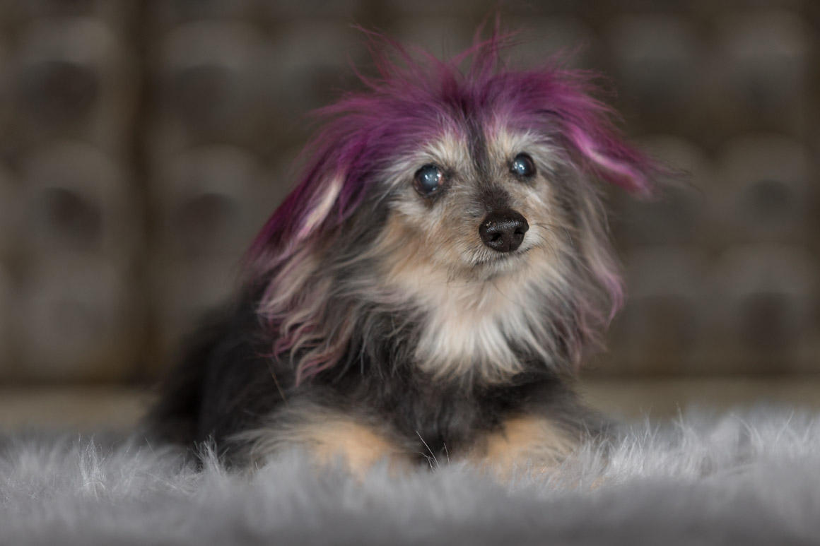 studio pet photography