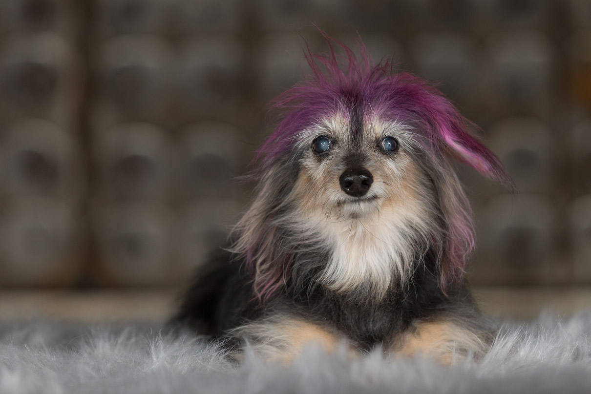 rescue dog, Philadelphia pet photographer