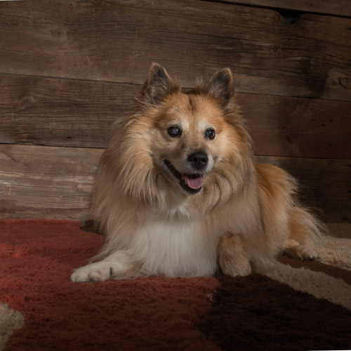 sheltie , rescue dog