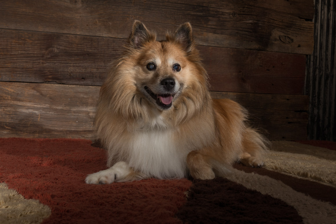Lancaster studio pet photography, rescue dog