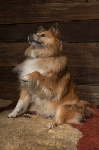 rescue dog, studio pet portrait