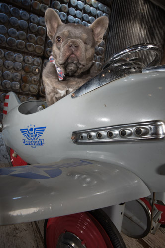 french bull dog, top philadelphia pet photographer