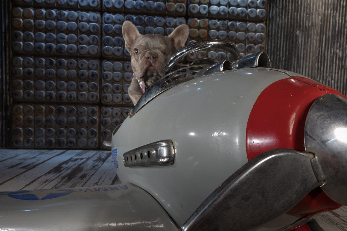 french bull dog, rescue dog