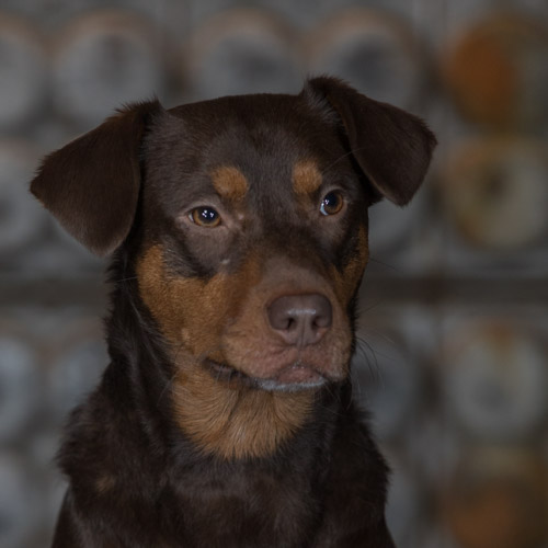 rescue dog, studio pet portraits