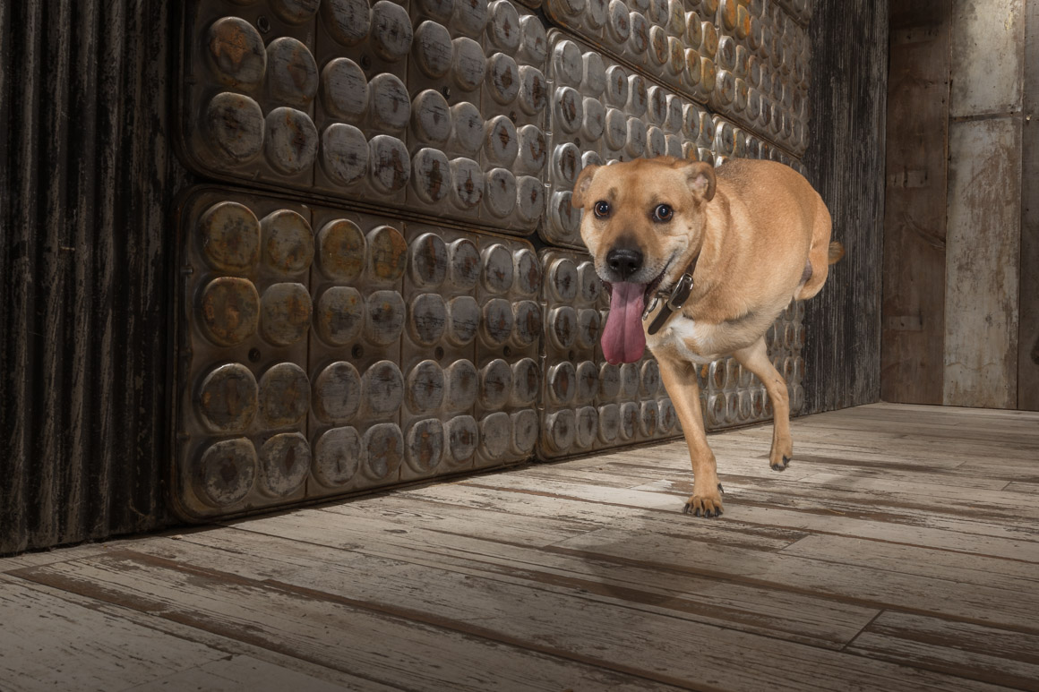 Therapy dog, philadelphia pet photographer