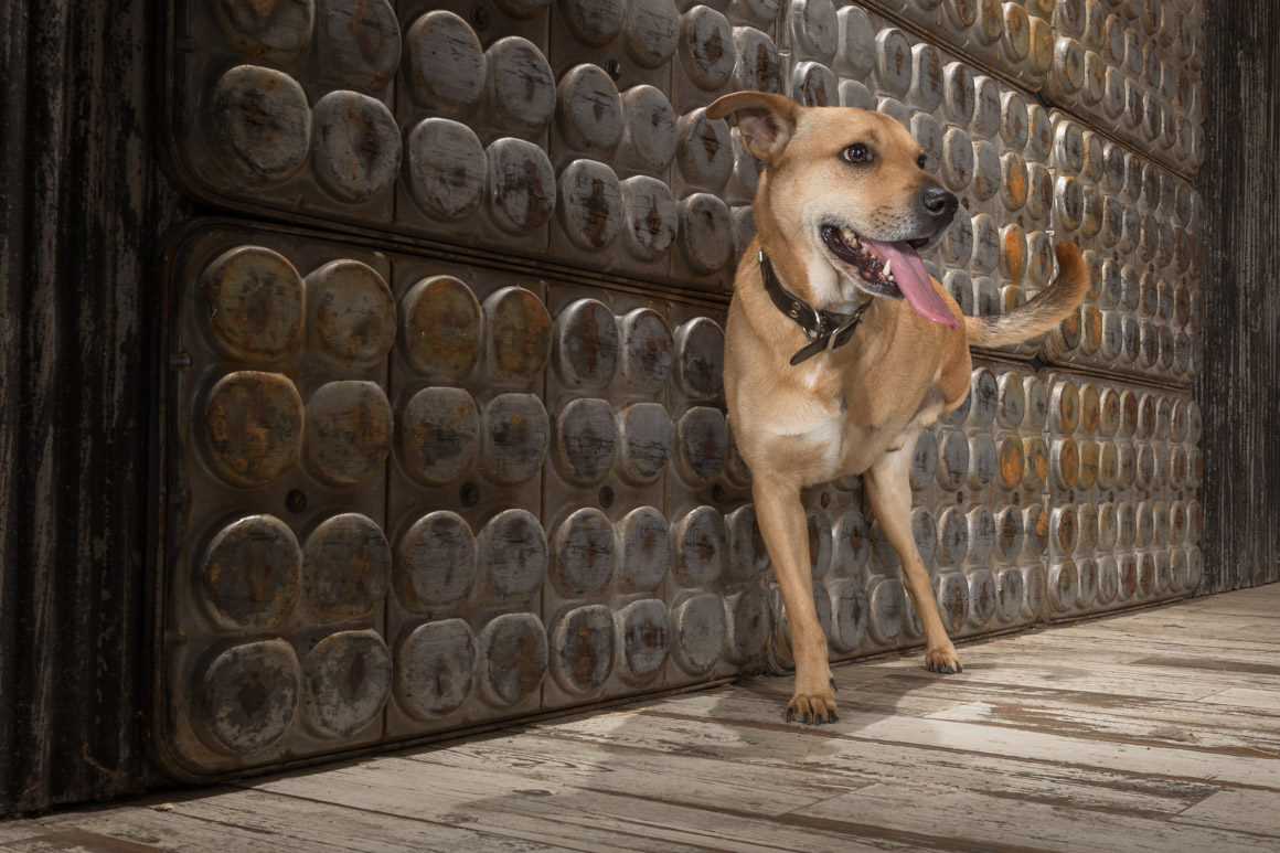 rescue dog, therapy dog, philadelphia pet photographer