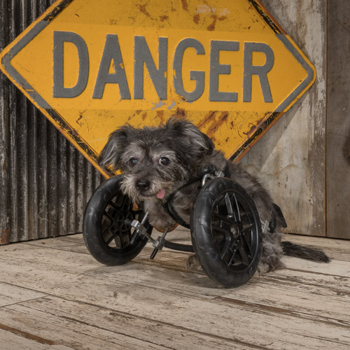 therapy dog, studio pet portraits