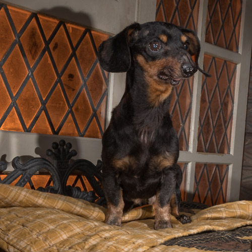 dachshund, rescue dog, studio pet portrait